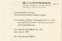 筋條石髮藏品圖，第2張