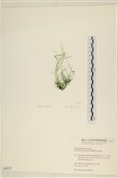 筋條石髮藏品圖，第3張