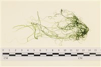 筋條石髮藏品圖，第1張