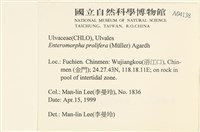 筋條石髮藏品圖，第2張