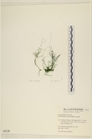 筋條石髮藏品圖，第1張