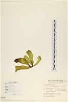 登錄號:A00004141藏品圖，第3張