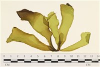 登錄號:A00004141藏品圖，第1張