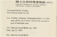 大石蓴, 石蓴藏品圖，第2張