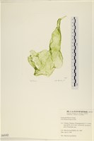 大石蓴, 石蓴藏品圖，第1張