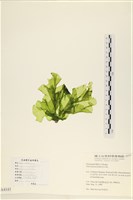 大石蓴, 石蓴藏品圖，第3張