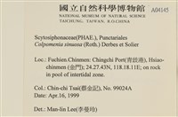 袋苔, 囊藻藏品圖，第2張