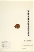 袋苔, 囊藻藏品圖，第3張
