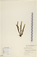 登錄號:A00004146藏品圖，第3張