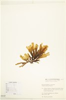 厚緣藻藏品圖，第3張