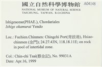 石牙藻, 石牙菜, 鐵釘菜藏品圖，第2張