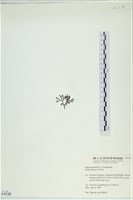 石牙藻, 石牙菜, 鐵釘菜藏品圖，第3張