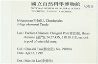 石牙藻, 石牙菜, 鐵釘菜藏品圖，第2張