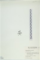 石牙藻, 石牙菜, 鐵釘菜藏品圖，第3張