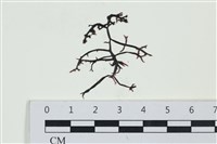 石牙藻, 石牙菜, 鐵釘菜藏品圖，第1張