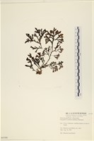 館號:A00004180藏品圖，第1張