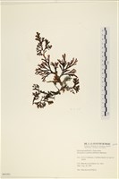 登錄號:A00004181藏品圖，第1張