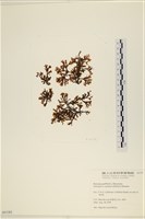 登錄號:A00004182藏品圖，第1張