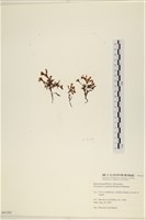 登錄號:A00004183藏品圖，第3張