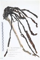 登錄號:A00004185藏品圖，第1張