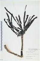 登錄號:A00004186藏品圖，第1張