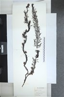 登錄號:A00004187藏品圖，第1張