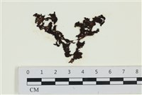 網胰藻藏品圖，第1張