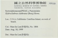 網胰藻藏品圖，第2張