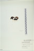 網胰藻藏品圖，第3張