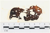 網胰藻藏品圖，第1張