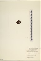 袋苔, 囊藻藏品圖，第3張