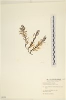 登錄號:A00004192藏品圖，第3張