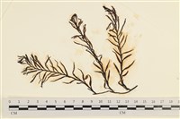 登錄號:A00004192藏品圖，第1張