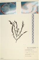 登錄號:A00004193藏品圖，第1張