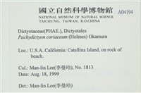 厚網目藻藏品圖，第2張