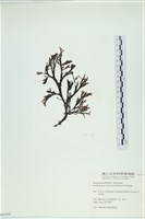 厚網目藻藏品圖，第1張