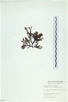 厚網目藻藏品圖，第3張