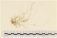 登錄號:A00004204藏品圖，第1張