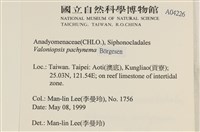 指枝藻藏品圖，第2張