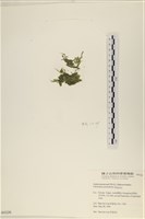 指枝藻藏品圖，第3張