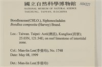 布氏藻藏品圖，第2張