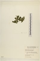 布氏藻藏品圖，第3張