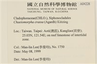 粗硬毛藻, 綠苔藏品圖，第2張