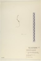 粗硬毛藻, 綠苔藏品圖，第3張