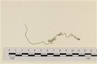 粗硬毛藻, 綠苔藏品圖，第1張