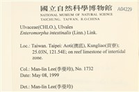 腸滸苔, 河石髮藏品圖，第2張
