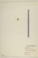 腸滸苔, 河石髮藏品圖，第3張