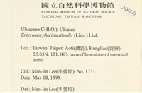 腸滸苔, 河石髮藏品圖，第2張