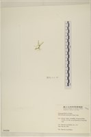 腸滸苔, 河石髮藏品圖，第3張