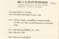 腸滸苔, 河石髮藏品圖，第2張